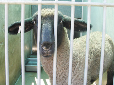 nathan, the sheep